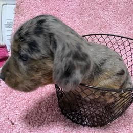 Dapple girl AKC - Dapple female Dachshund puppy in Fayetteville, Pennsylvania from PA's Darling Doxies