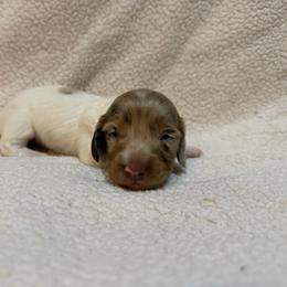 Bandit - Dapple male Dachshund puppy in Clifton, Idaho from Diamondline Doberman