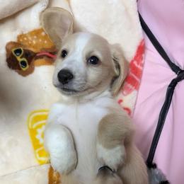 BOSTON Cream pie - Cream male Dachshund puppy in Fort Pierce, Florida from Meldox