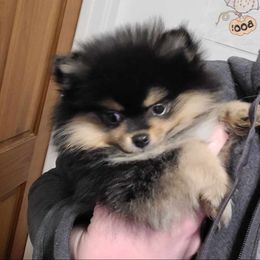 Buddy - Pomeranian