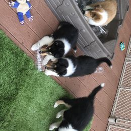 Collie Puppies from E’Marie Collies