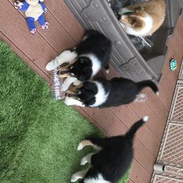 Collie Puppies from E’Marie Collies