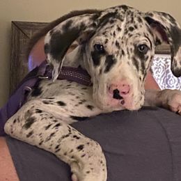 Girl 2 - Merle Great Dane puppy in Lawrenceburg, Indiana from Jordan Giants