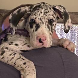 Girl 2 - Merle Great Dane puppy in Lawrenceburg, Indiana from Jordan Giants