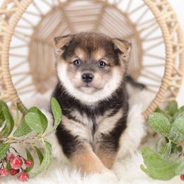 Inori Black and Tan Girl - Black and tan female Shiba Inu puppy in Neosho, Missouri from Sunny Terrace Shibas