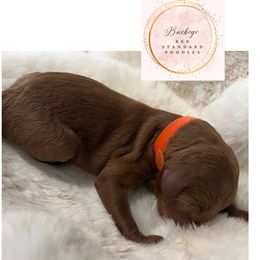 Orange - Male - Red  male Poodle puppy in Lima, Ohio from Buckeye Red Standard Poodles