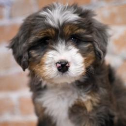 Bernedoodles from Stanger Farms