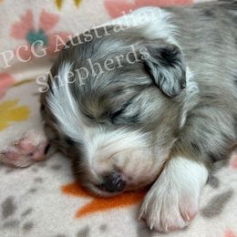 Australian Shepherd Puppies from PCG Farms