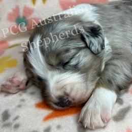 Australian Shepherd Puppies from PCG Farms