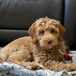 Lloyd - Apricot male Goldendoodle puppy in Redmond, Oregon from Bourbon and Lace Doodles