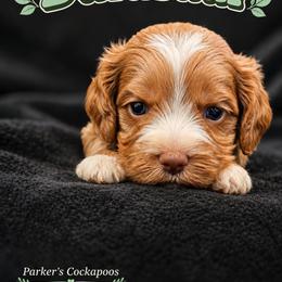 Bulbasar - Cream male Cockapoo puppy in Perry, Arkansas from Parker's Cockapoos