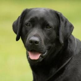 Labrador Retrievers from Farnworth Labradors