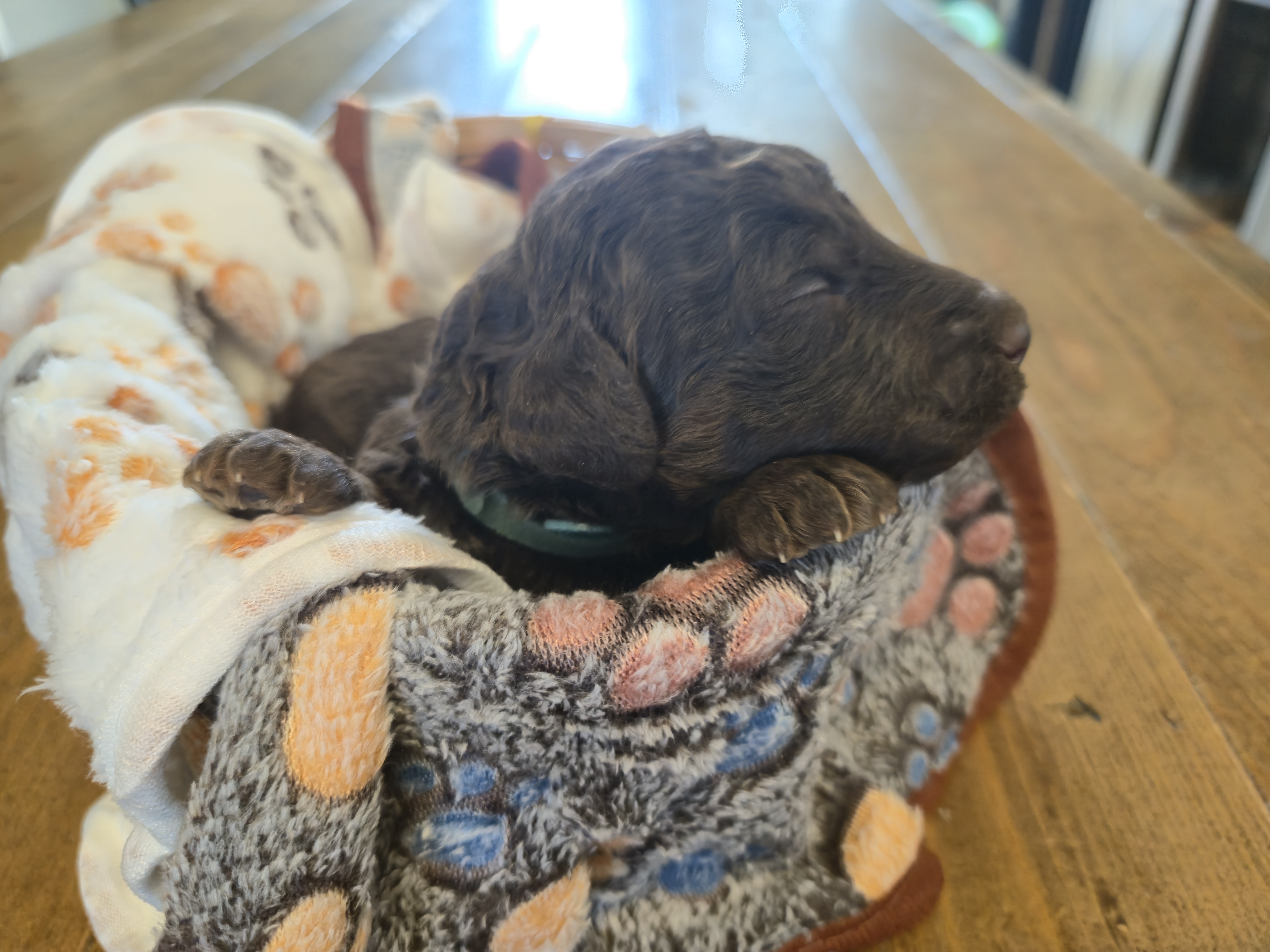 Whoodle Puppies from White's Whoodles