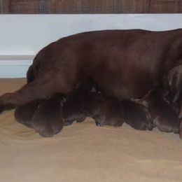Labrador Retriever All Grown Up from Chrismill Labradors