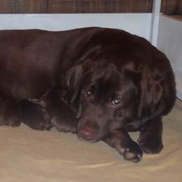 Labrador Retriever All Grown Up from Chrismill Labradors