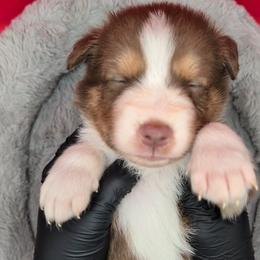 Jasmine3Boy4- RTM,NBT, blue eyes likely, CHIC-OFA-DNA-AKC Titled Parents - Red tri-color male Australian Shepherd puppy in South Hill, Virginia from Silverside Aussies LLC