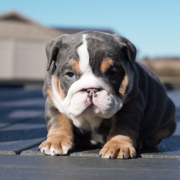 Boxer, Bulldog, and French Bulldog Puppies from Hillview Kennels