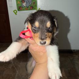 Sunny - Black white and tan female Collie puppy in Roanoke, West Virginia from Rustic ridge collies