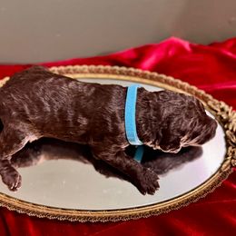 Blitzen - Chocolate male Labradoodle puppy in Candler, North Carolina from Maple Bakin’ Doodles