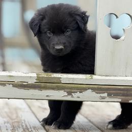 Peep - Black male Australian Shepherd puppy in Windsor, New York from Double B Aussies