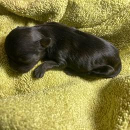 Samson - Black male Shih Tzu puppy in Hematite, Missouri from Free Range Shih Tzus