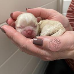 Shih Tzu Puppies from Shurbeez Shih Tzu