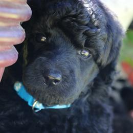 Fuecoco - Black male Poodle puppy in Ephrata, Washington from NCR Ranch