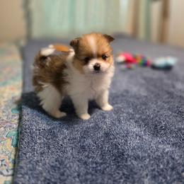 Bunny - Orange parti female Pomeranian puppy in Cleveland, Georgia from Sourpatch Pomeranians