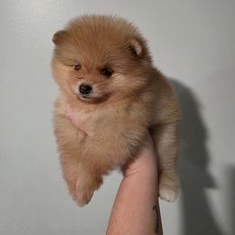 Echo - Beaver sable male Pomeranian puppy in Wildersville, Tennessee from RoyalRarity's Poms & Enrichment