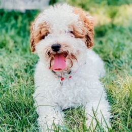 Assorted Doodle Crosses, Cavalier King Charles Spaniels, Cavapoos, Maltipoos, and Poodles from Little Teton Doodles