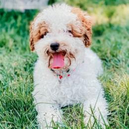 Assorted Doodle Crosses, Cavalier King Charles Spaniels, Cavapoos, Maltipoos, and Poodles from Little Teton Doodles