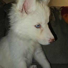 Siberian Husky Puppies from Jackson's Siberians