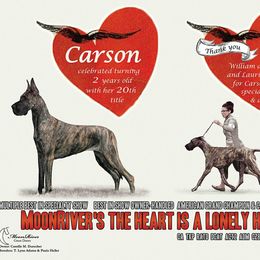 Great Dane All Grown Up from MoonRiver Danes