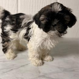 Lexor - Black gold and white male Shih Tzu puppy in Monrovia, California from Sunrise Shihtzu Blossom