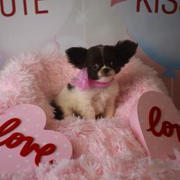 Talia - Chocolate and white female Chihuahua puppy in Gloucester, Virginia from Charlotte's Web of Chihuahuas