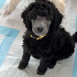Girl 3 - Poodle puppy from Lake Effect Poodles, Leesa’s Jewlz