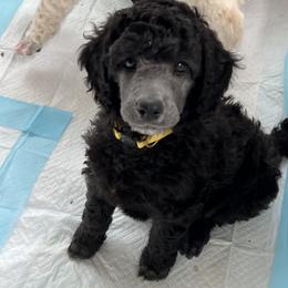 Girl 3 - Poodle puppy from Lake Effect Poodles, Leesa’s Jewlz
