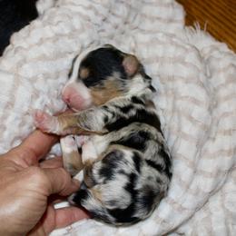 Bernedoodle, Cavapoo, and Pomsky Puppies from Cuddle Paws