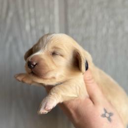 Cream puff - Cream female Dachshund puppy in New Mexico from Long Dog Ranch