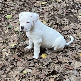 American Bulldog Puppies from Genesis American Bulldogs