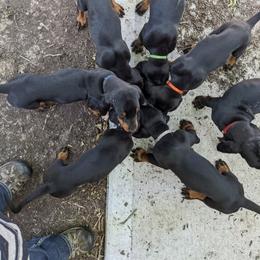 Black and Tan Coonhound All Grown Up from Black and tan coonhound breeder