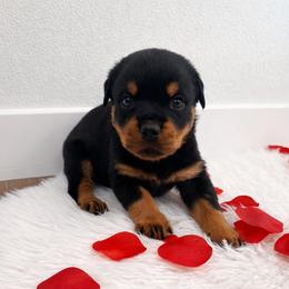 Bronx - Black and mahogany male Rottweiler puppy in Denver, Colorado from Denver Rottweilers