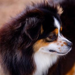 Izzy - Toy Australian Shepherd