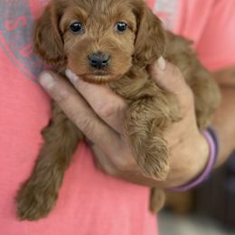 Goldendoodle Puppies from Parti Time Doods