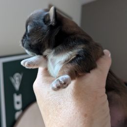 Sweet Boy 2 - Sable male Shih Tzu puppy in Mariaville, Maine from McKayla Hairston