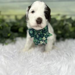 Australian Labradoodle Puppies from Sweet Summer Dream ALD