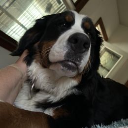 Bernese Mountain Dog Puppies from Lonesome Pine Farm