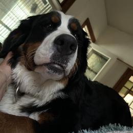 Bernese Mountain Dog Puppies from Lonesome Pine Farm