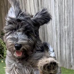 Bearded Retrievers, Goldendoodles, and Labradoodles from Wilson Family Companions