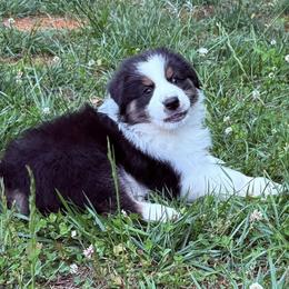 Kenny - Black tri-color male Australian Shepherd puppy in Celina, Tennessee from CumberlandRidge Australian Shepherds